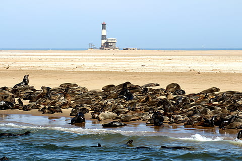 těsnění, zvířat, namibie, Robbe, moře, Příroda, voda, pelican point, walvis bay, velká skupina zvířat, den, písek, zvířata ve volné přírodě, zvíře, pláž, skupina zvířat, obratlovců, pták, přistát, nebe, čisté nebe, nikdo, horizont nad vodou, venku, hejno ptáků, lachtan, tuleň, racek, námořní, 5K, CC0, veřejná doména, bez autorských práv