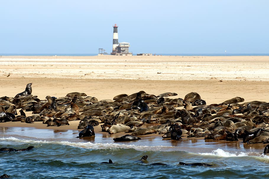 segells, animals, namibia, robbe, mar, naturalesa, aigua, punt del pelicà, Walvis Bay, gran grup d’animals, dia, sorra, animals a la natura, animal, temes d'animals, fauna animal, platja, grup d’animals, vertebrats, ocell, terra, cel, cel clar, cap gent, horitzó sobre l’aigua, a l'aire lliure, ramat d’ocells, Lleó marí, segell - animal, gavina, marí, 5K