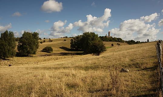 landskabsfotografering, træer, dag tid, dag, tid, natur, landlige scene, landskab, landbrug, Mark, scenics, himmel, udendørs, gård, træ, ikke-urbane scene, sommer, england, ingen mennesker, græs, eng, landskaber, plante, jord, sky - himmel, miljø, rolig scene, ro, vækst, scenics - natur, skønhed i naturen, 5K, CC0, offentligt domæne, royaltyfrie