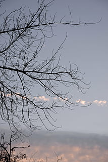 branques, cel, núvols, posta de sol, lluna nova, arbre, paisatge, hivern, arbre nu, branca, bellesa a la natura, planta, núvol - cel, naturalesa, tranquil·litat, escenics - natura, cap gent, vista d’angle baix, escena tranquil·la, silueta, a l'aire lliure, vespre, idíl·lic, escena no urbana, lluna, Lluna planetària, 5K, CC0, domini públic, lliure de regalies