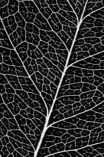 ark, vener, mønster, flora, baggrunde, fuld ramme, tæt på, ingen mennesker, bladvenen, tekstureret, skrøbelighed, blad, abstrakt, naturligt mønster, kompleksitet, natur, sårbarhed, plante del, ekstrem nærbillede, indendørs, makro, videnskab, plante, forstørrelse, tekstureret effekt, tørret, 2K, CC0, offentligt domæne, royaltyfrie