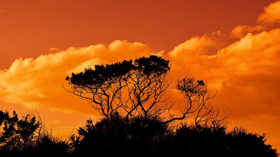 silhouette, alberi, d'oro, ora, rami, tramonto, cielo, nuvole, natura, Parco Nazionale, cavo greko, Cipro, albero, pianta, bellezza nella natura, nuvola - cielo, colore arancione, scenics - natura, la tranquillità, ambiente, nessuno, paesaggio, scena tranquilla, scena non urbana, foresta, cielo drammatico, all'aperto, terra, bosco, Pino, cima dell'albero, 5K