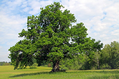grønn, bladverk, gressfelt, grønt blad, tre, felt, eik, individuelt, natur, eng, klikk, sitte, bank, hvile, koselig, sky - himmel, grønn farge, himmel, vekst, anlegg, skjønnhet i naturen, landskap, gress, dag, land, miljø, ro, ingen folk, rolig scene, naturskjønnhet - natur, utendørs, ikke-urbane scene, 5K, CC0, offentlig domene, opphavsrett gratis