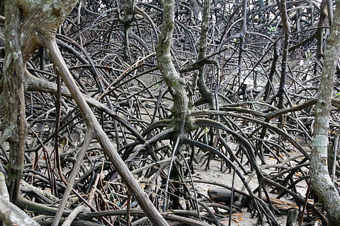 rot, tre, gammel, natur, Logg, trerot, anlegg, mangrovene, bark, ingen folk, dag, forlatt, utendørs, tørke, kvist, høy vinkel visning, metall, nærbilde, gren, land, sykkel, foreldet, skadet, kompleksitet, avslå, felt, forverring, flokete, hjul, 5K, CC0, offentlig domene, opphavsrett gratis