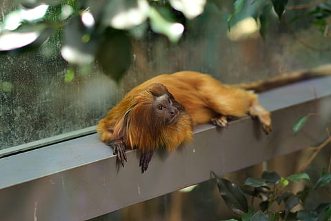 mico, zoo, macaque, temes d'animals, animal, un animal, mamífer, fauna animal, vertebrats, cap gent, centrar-se en primer pla, animals a la natura, naturalesa, finestra, dia, a l'aire lliure, part de la planta, planta, vidre - material, full, rosegador, arbre, primer pla, 2K, CC0, domini públic, lliure de regalies