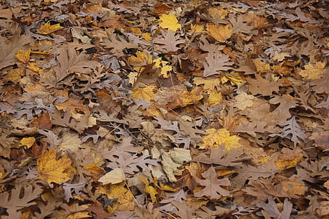 Daun-daun, coklat, daun pohon, musim gugur, pohon, daun, musim, jatuh, alam, lantai hutan, lingkungan Hidup, musiman, maple, dedaunan, di luar rumah, pedesaan, Oktober, September, perubahan, kuning, latar belakang, kering, bagian tanaman, kelimpahan, bingkai penuh, tidak ada orang, kerentanan, hari, merapatkan, kerapuhan, daun maple, tanah, tampilan sudut tinggi, kondisi alam, koleksi musim gugur, 1080P, CC0, domain publik, bebas royalti
