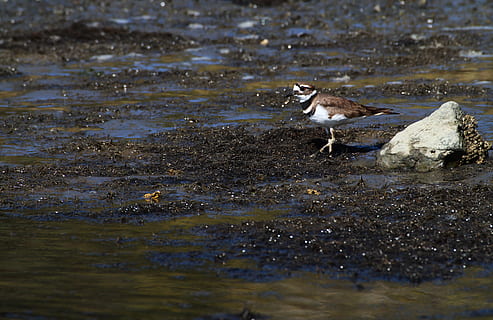 zabójca, siewka, b, ptak, Natura, dzikiej przyrody, dziki, shorebird, brązowy, zwierzę, ptaków, pióro, ornitologia, oglądanie, na dworze, dziób, woda, naturalny, Kalifornia, ptak bagienny, skrzydło, środowisko, tematy zwierzęce, kręgowiec, zwierzęta na wolności, zwierzęca przyroda, jedno zwierzę, jezioro, żadnych ludzi, plaża, dzień, wylądować, nabrzeże, odbicie, selektywne skupienie, perching, skała, mewa, picie, 4K, CC0, domena publiczna, darmowe zdjęcia