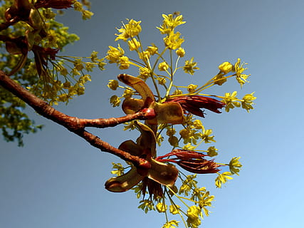 maple, musim semi, pohon, alam, cabang, daun, buah, menanam, pertumbuhan, bunga, tanaman berbunga, langit, tampilan sudut rendah, keindahan di alam, kesegaran, langit cerah, tidak ada orang, kerapuhan, hari, kerentanan, sinar matahari, bagian tanaman, merapatkan, di luar rumah, kepala bunga, 1080P, CC0, domain publik, bebas royalti