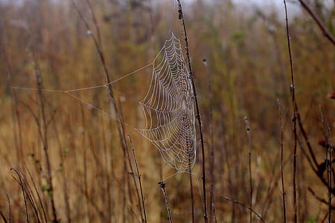 panza de paianjen, umed, coroiat, loc, rouă, picături, natură, plantă, să se concentreze asupra primelor elemente, a închide, zi, nici o persoana, copac, fragilitate, în aer liber, creştere, frumusețe în natură, pădure, teren, vulnerabilitate, liniște, selectiv, lumina soarelui, animal, animale tematice, complexitate, 5K, CC0, domeniu public, fără drepturi de autor