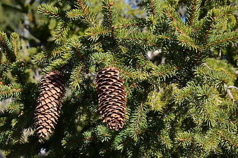 Zapfen, Wald, Kiefer, Baum, Pflanze, Wachstum, Schönheit in der Natur, grüne Farbe, Tannenzapfen, Natur, keine Leute, Tag, Nadelbaum, Pinaceae, draußen, Ruhe, Sonnenlicht, Ast, Flachwinkelansicht, Fokus auf den Vordergrund, Land, Nahansicht, Nadel - Pflanzenteil, Kiefernwald, 4K, CC0, gemeinfrei, lizenzfrei