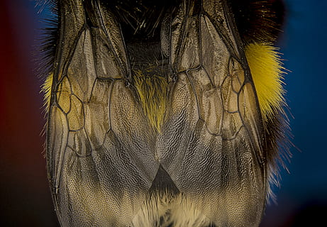 selektivní, zaostřovací fotografie, bumble, včela, detailní, fotografie, hnědý, křídlo, křídla, hmyz, Chyba, vosa, zvířat, zvíře, jednoho zvířete, část těla zvířete, detail, obratlovců, nikdo, zvířata ve volné přírodě, pták, Pírko, vícebarevné, část těla, Příroda, žlutá, krása v přírodě, zaměřit se na popředí, zvířecí oko, uvnitř, extrémní detail, zvířecí hlavy, černé pozadí, 5K, CC0, veřejná doména, bez autorských práv