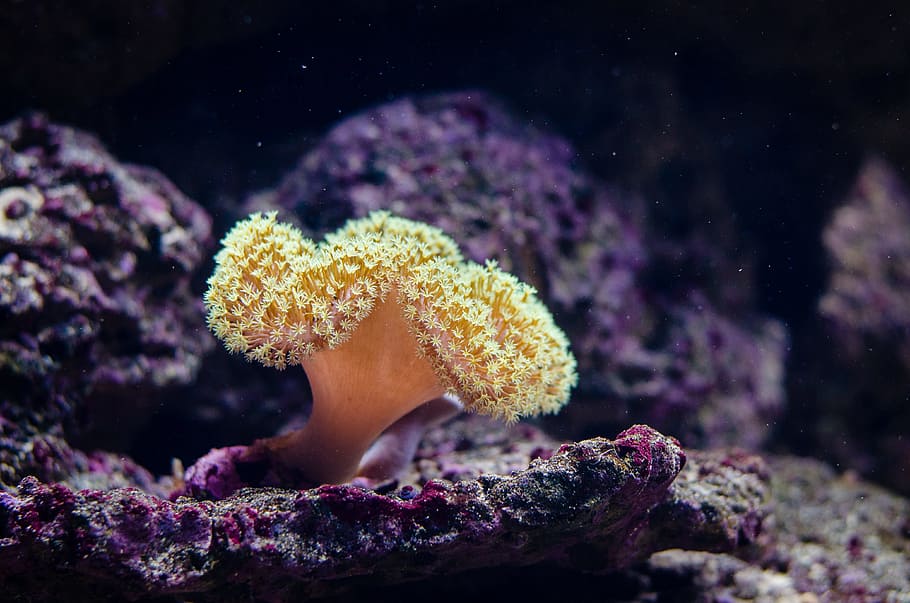 tancar, fotografia, coral, escull, primer pla, corals, profund, equinoderm, invertebrat, vida marina, oceà, aigua salada, mar, paisatge marí, esponja, sota l'aigua, aigua, coral mar groc, la vida marina, submarí, marí, naturalesa, fauna animal, temes d'animals, animals a la natura, animal, cap gent, un animal, groc, bellesa a la natura, a l'aire lliure, fragilitat, porpra, 4K