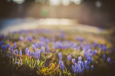 selektiv, fokus fotografering, lila, petaled flower field, blommor, dagtid, blomma, knopp, gräs, vår, blommande växt, växt, skönhet i naturen, friskhet, natur, selektiv fokusering, landa, tillväxt, inget folk, fält, lugn, landskap, springtime, närbild, mat, rabatt, mat och dryck, miljö, utomhus, prydnads trädgård, krokus, blomhuvud, trädgårdsarbete, 5K, CC0, offentligt domän, royaltyfria