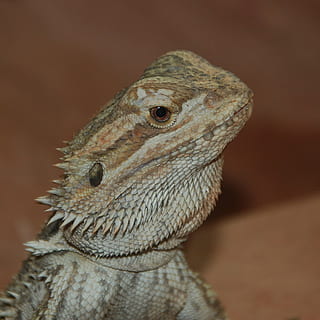 lucertola, scala, sperone, capo, rettile, zoo, natura, creatura, terrario, vicino, Terraristik, un animale, fauna selvatica, temi animali, animali allo stato selvatico, nessuno, animale, avvicinamento, ritratto, vertebrato, Drago barbuto, concentrarsi sulle conoscenze acquisite, testa di animale, parte del corpo animale, uccello, analizzare, cercare, guardare, guardando lontano, giorno, occhio animale, vista profilo, scala animale, 1080P, CC0, dominio pubblico, privo di copyright