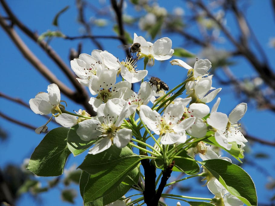 pera, flor, abella, primavera, naturalesa, abella en flor, planta amb flors, planta, fragilitat, creixement, vulnerabilitat, bellesa a la natura, frescor, arbre, pètal, branca, primer pla, cap de flor, vista d’angle baix, centrar-se en primer pla, inflorescència, cap gent, pol·len, flor de cirerer, cirerer, 4K