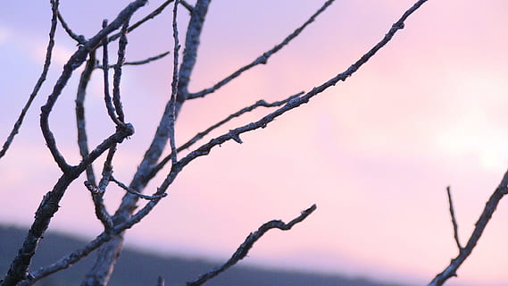 Baum, fallen, Bäume fallen, Natur, Herbst, Jahreszeit, Wald, Landschaft, braun, Ast, natürlich, Holz, September, draussen, keine Leute, Nahansicht, Pflanze, Ruhe, Fokus auf den Vordergrund, Winter, draußen, Tag, Schönheit in der Natur, Himmel, Draht, Zweig, Silhouette, kahler Baum, Szenen - Natur, Zaun, 1080P, CC0, gemeinfrei, lizenzfrei