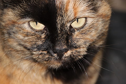 cat, tortoise shell, yellow eyes, tortoise shell pattern, close, head, the colour of the coat, mystical, mammal, animal themes, animal, one animal, feline, domestic cat, pets, domestic animals, domestic, close-up, animal body part, portrait, no people, looking at camera, whisker, animal head, vertebrate, body part, animal hair, animal eye, tabby, 5K, CC0, public domain, royalty free