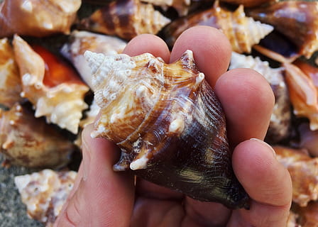 shells, conch, sea, seashell, ocean, mollusk, human hand, hand, human body part, holding, one person, close-up, body part, day, animal wildlife, focus on foreground, unrecognizable person, shell, finger, human finger, personal perspective, animals in the wild, outdoors, marine, 2K, CC0, public domain, royalty free