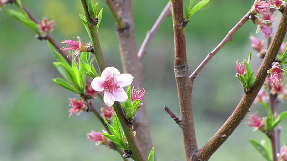 árvore, Primavera, raminho, pêssego, Rosa quente, plantar, planta com flores, crescimento, beleza na natureza, frescura, cor rosa, fechar-se, fragilidade, vulnerabilidade, natureza, ninguém, focar em primeiro plano, dia, ramo, pétala, parte da planta, ao ar livre, Flor, cabeça de flor, 4K, CC0, domínio público, royalty free