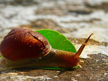 snegl, blad, sten-, mollusk, havsnegle, tæt på, dyreliv, hvirvelløse, dyr, et dyr, skal, dyre temaer, dyr antenne, ingen mennesker, dyreskal, dyr i naturen, dag, natur, fokus på forgrunden, dyr kropsdel, udendørs, vand, kravle, fransk mad, 4K, CC0, offentligt domæne, royaltyfrie