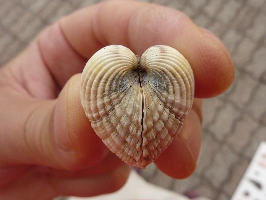 shell, bivalve, adriatic, sorra, estiu, platja, part del cos humà, primer pla, mà humana, una persona, adult, dia, mà, persones reals, celebració, part del cos, centrar-se en primer pla, dit, estils de vida, dit humà, persona irreconeixible, frescor, vista d’angle alt, patró, a l'aire lliure, naturalesa, 2K