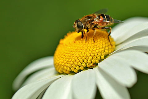 การถ่ายภาพมาโคร, ผึ้ง, เกาะอยู่, ขาว, กลีบดอกไม้, แมลง, hoverfly, schwebbiene, สัตว์, ต้นมาร์กะรีต, ดอก, เบ่งบาน, กลีบดอก, มาโครแมลง, มาร์เกอริตทุ่งหญ้า, ดอกไม้, ธรรมชาติ, ปลูก, ใกล้ชิด, แมโคร, ฤดูร้อน, ธีมสัตว์, สัตว์ป่า, ไม้ดอก, สัตว์หนึ่งตัว, สัตว์ที่ไม่มีกระดูกสันหลัง, สีเหลือง, สัตว์ในป่า, ความบอบบาง, ความงามในธรรมชาติ, ความอ่อนแอ, หัวดอกไม้, ความสด, เรณู, ช่อดอก, ไม่มีคน, การผสมเกสรดอกไม้, 2K, CC0, โดเมนสาธารณะ, ค่าลิขสิทธิ์ฟรี