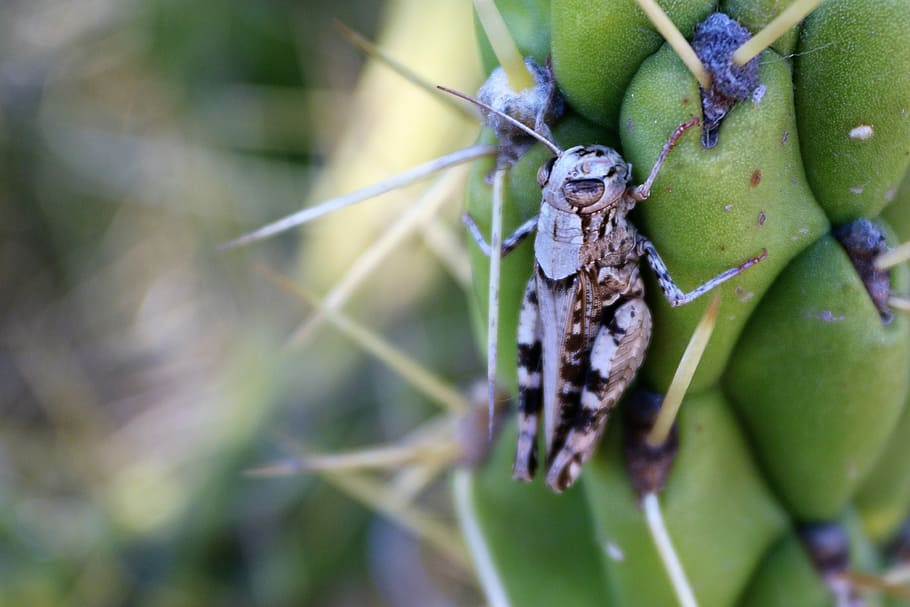 cricket, cactus, insecte, fauna animal, animals a la natura, temes d'animals, un animal, animal, invertebrat, primer pla, planta, color verd, naturalesa, cap gent, dia, part de la planta, full, centrar-se en primer pla, creixement, bellesa a la natura, a l'aire lliure, enfocament selectiu, papallona - insecte, 2K