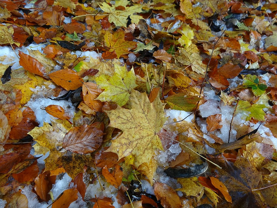 fulles, fullatge de tardor, full, marró, tardor, color de la tardor, sòl, humit, fulla d'auró, fulla de faig, fulles de faig, fulles d'auró, fulles d'esch, fullatge esch, neu, caigut, coloració de la tardor, estat d'ànim, colors de la tardor, naturalesa, canvi, part de la planta, marc complet, fons, dia, sec, cap gent, color taronja, primer pla, planta, bellesa a la natura, a l'aire lliure, abundància, caient, vista d’angle alt, condició natural, col·lecció de tardor, caure, 4K