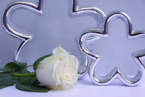 Weiß, Deko, Erinnerung, Geburtstag, Rose, geben, Duft, Blume, blühen, Zuhause, Freude, Glück, wohl fühlen, gedenken, Dekoration, Eleganz, Studioaufnahme, keine Leute, Nahansicht, weißer Hintergrund, drinnen, Tag, Frische, Pflanze, blühende Pflanze, weiße Farbe, Schönheit in der Natur, Feier, Essen und Trinken, Natur, Lebensmittel, Stillleben, Tabelle, Metall, Blütenkopf, Reinheit, 5K, CC0, gemeinfrei, lizenzfrei