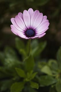 fiore, natura, primavera, fiori di primavera, fiori, macro, giardino, macro chichewa, pianta, vicino, bellissimo, le foglie sono, fresco, dettaglio, avvicinamento, struttura, immagine a colori, sfondo, estate, nessuno, stagione, crescita, all'aperto, sfondi, bellezza, viola, Platone, colore, colori, ambientale, botanico, margherita, petalo, bellezza nella natura, fiore singolo, testa di fiore, botanica, colore verde, colore rosa, fragilità, pianta fiorita, vulnerabilità, freschezza, infiorescenza, concentrarsi sulle conoscenze acquisite, foglia, osteospermum, polline, 8K, CC0, dominio pubblico, privo di copyright