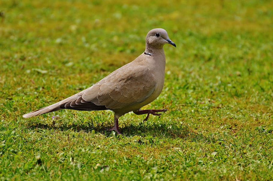 Marrone, cuculo, verde, erba, collared, colomba, uccello, piuma, natura, volare, ala, mondo animale, animale, all'aperto, becco, temi animali, animali allo stato selvatico, vertebrato, un animale, fauna selvatica, colore verde, colomba - uccello, pianta, nessuno, giorno, colomba del lutto, campo, lunghezza intera, messa a fuoco selettiva, terra, vista profilo, 5K