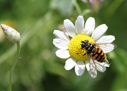 hoverfly, böcek, makro, çiçek, doğa, renk, yaz, çiçekli bitki, hayvan, omurgasız, hayvan temaları, hayvan yaban hayatı, bitki, kırılganlık, doğada güzellik, Güvenlik açığı, taçyaprağı, çiçek kafa, bir hayvan, kapatmak, tazelik, bal arısı, büyüme, vahşi hayvanlar, Beyaz renk, Sarı, polen, tozlaşma, insansız, açık havada, bahar, 2K, CC0, kamu malı, telif ücretsiz
