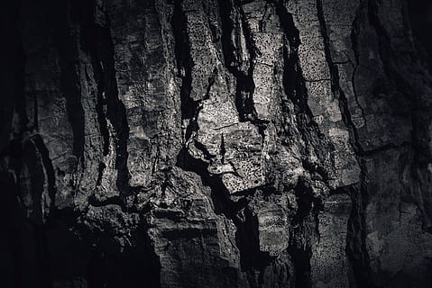 aspre, escorça, arbre, pi, arbre de pi, detall, vell, textura, fons, bw, negre, blanc, blanc i negre, to, tonificat, tronc, barril, envellit, fusta, rústic, primer pla, contrast, macro, accidentat, superfície, estructura, a l'aire lliure, grunge, obsoleta, bosc, resistent, tronc de l'arbre, cap gent, naturalesa, cova, patró, patró natural, planta, dia, creixement, estalactita, vista d’angle baix, artesania, sòlid, 5K, CC0, domini públic, lliure de regalies