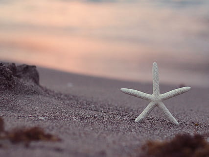 raso, fotografia de foco, branco, estrelas do mar, Castanho, areia, tempo do dia, foco raso, fotografia, Pesque, dia, Tempo, de praia, mar, natureza, verão, Férias, ninguém, forma de estrela, litoral, viagem, ao ar livre, fechar-se, foco seletivo, terra, forma, animal, animais selvagens, marinho, animais em estado selvagem, vida marinha, beleza na natureza, temas animais, nível de superfície, 1080P, CC0, domínio público, royalty free