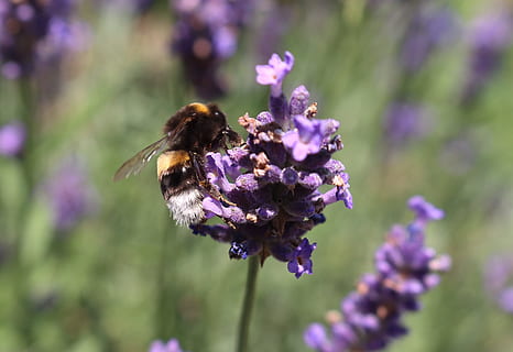 Biene, Lavendel, Insekt, violett, lila, echter Lavendel, Bestäubung, Garten, Lavendelblüten, Sommer-, Nektar, Blütenstand, schließen, Makro, Natur, lavandula angustifolia, fliegende Insekten, blühen, Blume, Zerbrechlichkeit, ein Tier, Tierthemen, blühende Pflanze, Tiere in freier Wildbahn, Tierwelt, Schönheit in der Natur, Tier, Verletzlichkeit, Pflanze, wirbellos, Frische, Blütenblatt, Blütenkopf, Nahansicht, Wachstum, keine Leute, Hummel, 4K, CC0, gemeinfrei, lizenzfrei