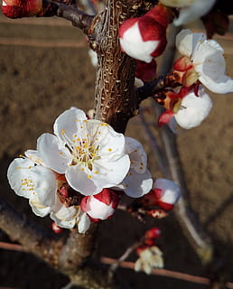 Primavera, cereja, árvore, natureza, branco, jardim, florescimento, ramo, cereja florescendo, flores de cerejeira, flores, plantas, plantar, florescendo, vernal, planta com flores, beleza na natureza, frescura, fragilidade, vulnerabilidade, pétala, crescimento, fechar-se, pólen, cabeça de flor, inflorescência, focar em primeiro plano, cor branca, Flor, ninguém, galho, Flor de cerejeira, ao ar livre, Flor de ameixa, Árvore de cereja, 2K, CC0, domínio público, royalty free
