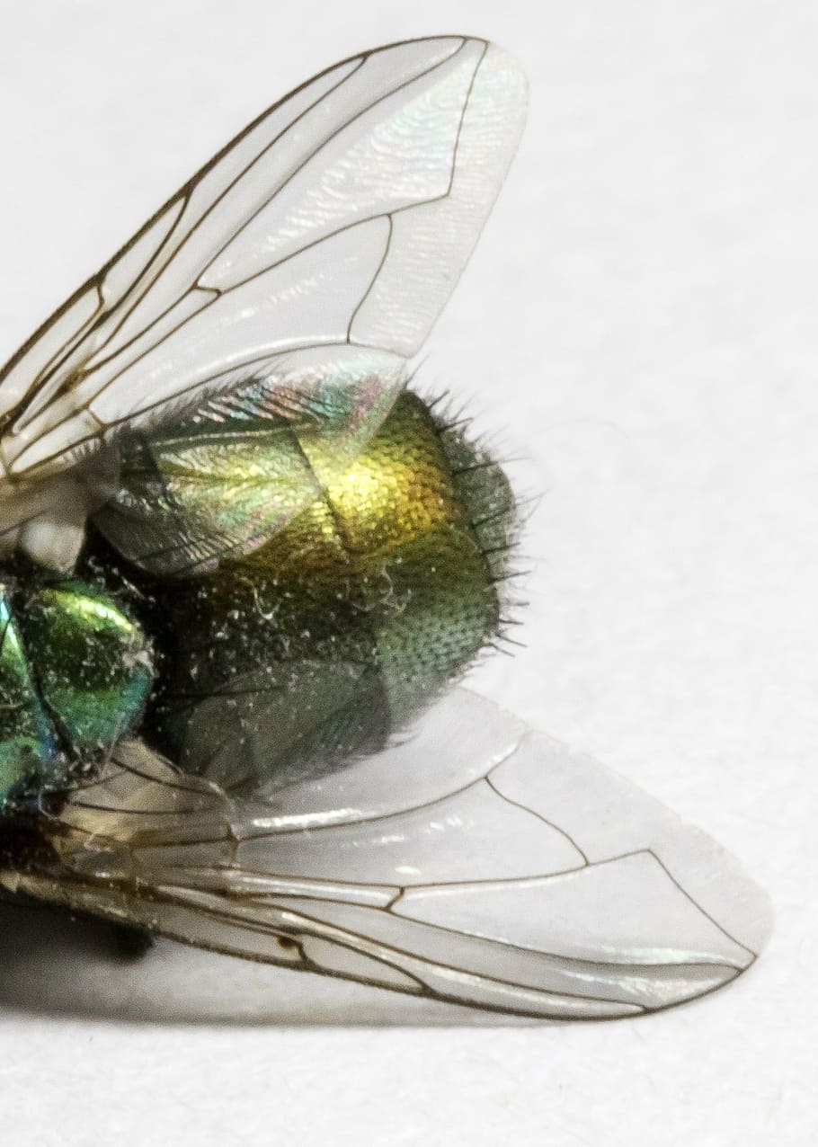 volare, morto, verde, insetto, truce, Ali, macro, avvicinamento, peloso, peste, Morte, mosca domestica, raccapricciante, vicino, entomologia, piccolo, vita, natura, dietro a, posteriore, invertebrato, ala animale, temi animali, animale, un animale, animali allo stato selvatico, fauna selvatica, girato in studio, nessuno, in casa, sfondo bianco, concentrarsi sulle conoscenze acquisite, parte del corpo animale, tavolo, fiore, colore verde, occhio animale, farfalla - insetto, 1080P