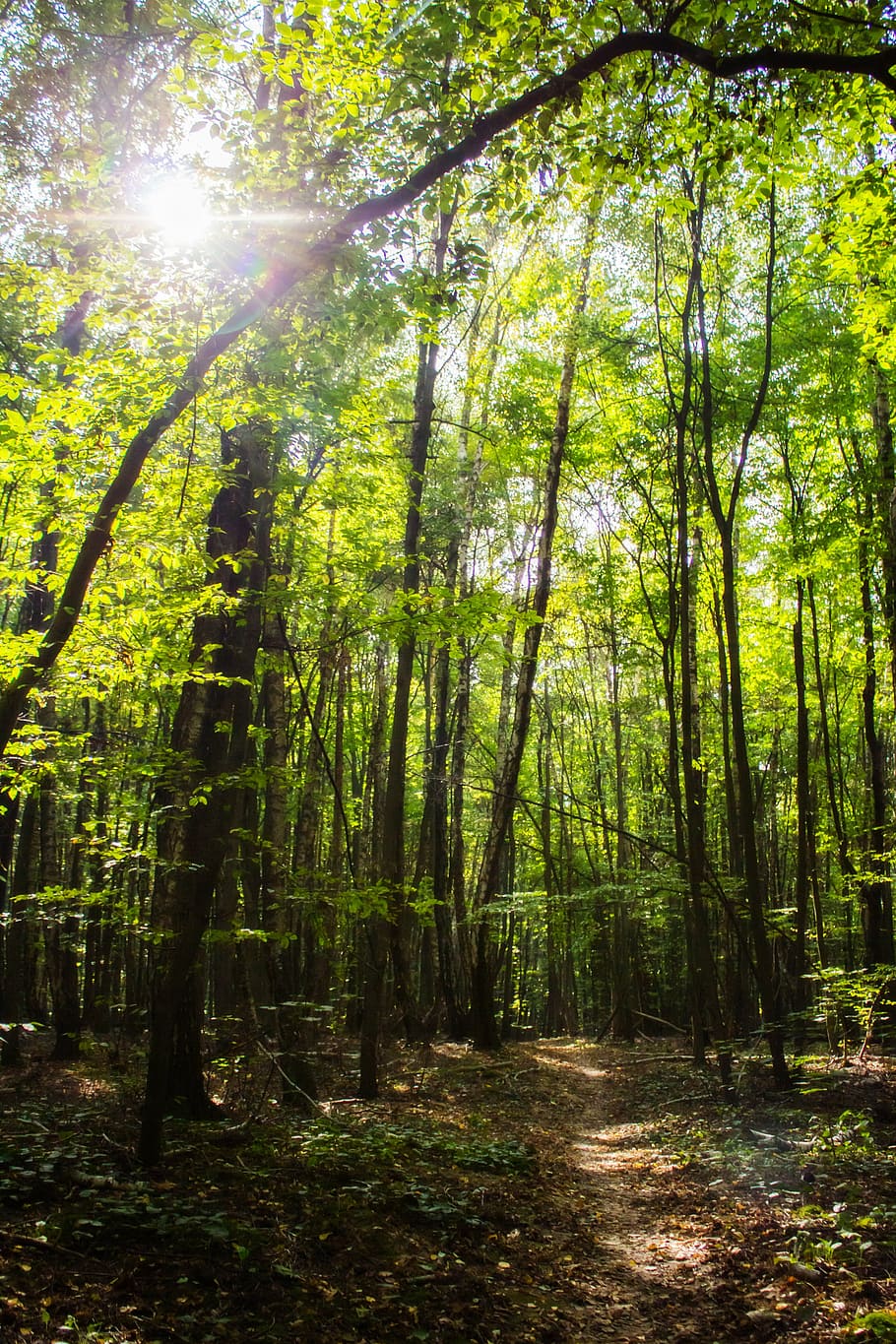 bosc, llum, el sol, arbre, naturalesa, paisatge, ombra, manera, verd, vista, konary, escorça d'arbre, planta, terra, llum solar, tranquil·litat, bellesa a la natura, creixement, escena tranquil·la, tronc de l'arbre, tronc, dia, escenics - natura, escena no urbana, raig de sol, cap gent, color verd, medi ambient, sol, a l'aire lliure, flare de la lent, streaming, brillant, lluminós, bambú - planta, 5K