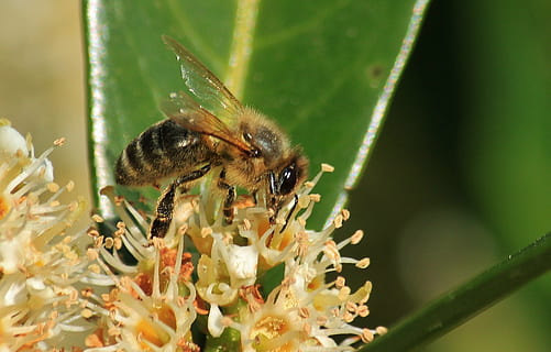 api, macro, fiore, fiorire, fioritura, insetto, pianta, vicino, impollinazione, polline, macro insetto, ape macro, animale, natura, fiori, infiorescenza, fauna, foto macro, mondo animale, foto di insetti, macrofotografia, giardino, nettare, animali, miele, avvicinamento, Ape, estate, giallo, temi animali, fauna selvatica, animali allo stato selvatico, invertebrato, un animale, pianta fiorita, bellezza nella natura, fragilità, vulnerabilità, petalo, freschezza, nessuno, testa di fiore, all'aperto, 1080P, CC0, dominio pubblico, privo di copyright