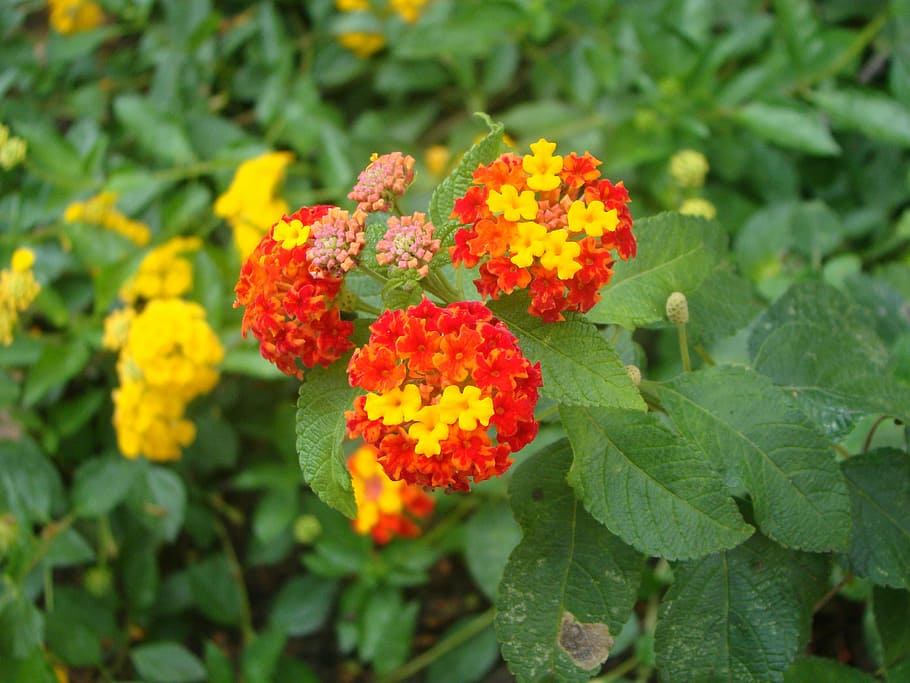 flors, arbust, primavera, vegetals, naturalesa, flor, jardí, flors arbustives, bellesa, planta amb flors, planta, part de la planta, full, vulnerabilitat, fragilitat, creixement, lantana, bellesa a la natura, frescor, cap de flor, pètal, inflorescència, color verd, primer pla, dia, centrar-se en primer pla, cap gent, a l'aire lliure, Ram de flors, 2K