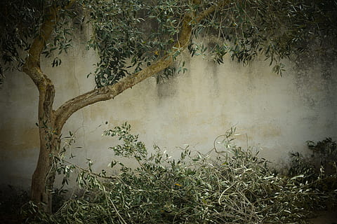 braun, Grün, Baum, Olivenbaum, Nostalgie, Hintergrund, Baumschneiden, Baumernte, Baumschnitt, Baum geschnittene Olive, wunderschönen, dekorativ, Olivenblätter, Pflanze, Natur, Nebel, keine Leute, Wald, Land, Ruhe, Schönheit in der Natur, Wachstum, draußen, Umgebung, Tag, Landschaft, ruhige Szene, Nicht-städtische Szene, Szenen - Natur, Ast, Rauch - physische Struktur, 5K, CC0, gemeinfrei, lizenzfrei
