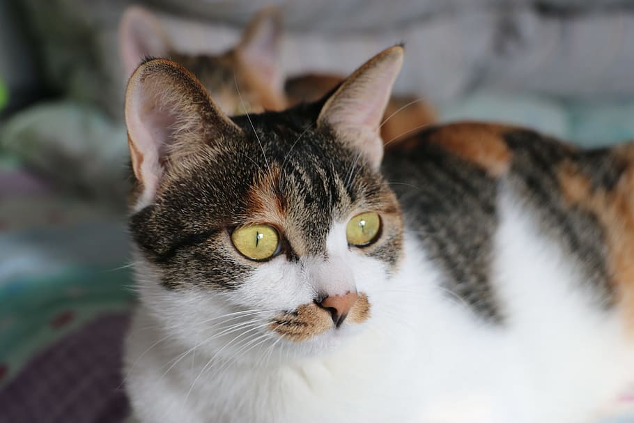 pisică, tabby cat, pat, intern, pisica domestica, animale de companie, mamifer, animale domestice, animale tematice, animal, felin, un animal, animale vertebrate, portret, privind camera, a închide, partea corpului animalului, nici o persoana, ochi, să se concentreze asupra primelor elemente, mustăţi, în interior, ochi de animale, cap de animal, ochi galbeni, tabinet, 5K