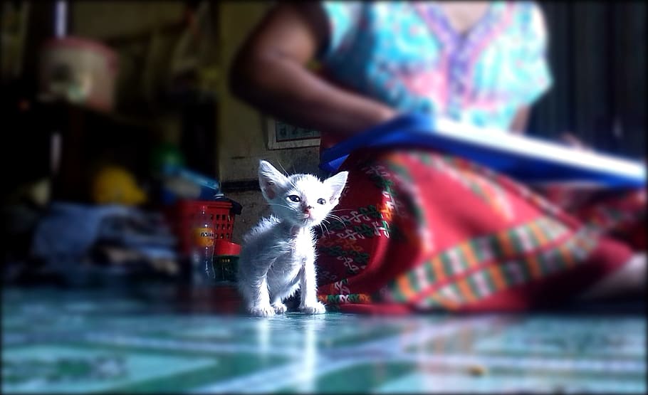 gatet, petit, bonic, jove, mascota, gat, blanc, nacional, felí, gat blanc, dona, gat petit, femella, mascotes, animals domèstics, mamífer, un animal, gat domèstic, gent, vertebrats, persones reals, enfocament selectiu, a l'interior, homes, retrat, activitat d'oci, assegut, mà, propietari d’una mascota, bigotis, 1080P