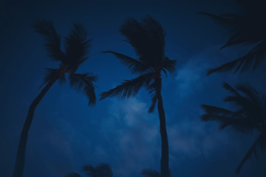 vierme-ochi, vedere, copac de cocos, palmier, albastru, cer, copac, întuneric, nor, siluetă, climat tropical, plantă, liniște, natură, frumusețe în natură, vedere unghiulară joasă, creştere, nici o persoana, o scenă liniștită, scenice - natura, palmier de cocos, nor - cer, noapte, trunchi de copac, amurg, în aer liber, frunza de palmier, copac tropical, 4K