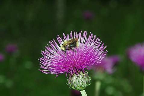 Distel, Bourdon, Bestäubung, Blume, blühende Pflanze, Schönheit in der Natur, Frische, Tierthemen, Tier, Insekt, wirbellos, Tierwelt, Blütenkopf, Pflanze, Tiere in freier Wildbahn, Zerbrechlichkeit, ein Tier, Verletzlichkeit, Nahansicht, Biene, lila, Blütenblatt, Blütenstand, pinke Farbe, keine Leute, Pollen, Hummel, 4K, CC0, gemeinfrei, lizenzfrei