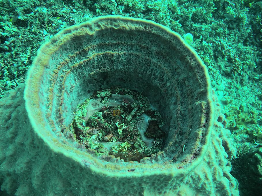 escull, esponja, mar, cap gent, naturalesa, primer pla, vista d’angle alt, dia, color verd, a l'aire lliure, aigua, directament a sobre, planta, marc complet, forma, abandonat, forma geomètrica, metall, sota l'aigua, brutícia, cercle, bé, color turquesa, 2K