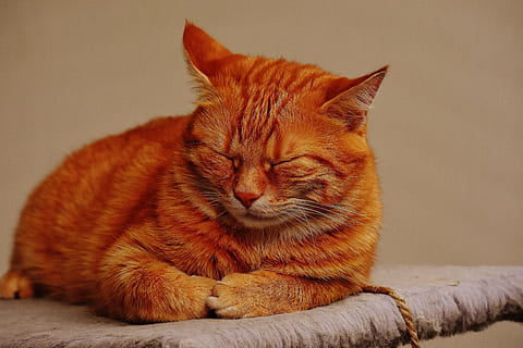 Schlafen, Orange, tabby, Katze, rot, süß, Makrele, Tiger, Süss, knuddelig, Tier, Hauskatze, Pelz, Tierwelt, Haustier, adidas, Katzengesicht, junge Katze, spielerisch, rote Makrele getigert, Kätzchen, rote Katze, Katzenaugen, Haustiere, ein Tier, katzenartig, Tierthemen, Sitzung, keine Leute, Säugetier, inländisch, Entspannung, Wirbeltier, Augen geschlossen, Whisker, Nahansicht, orange Farbe, ausruhen, drinnen, 5K