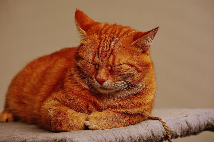 Schlafen, Orange, tabby, Katze, rot, süß, Makrele, Tiger, Süss, knuddelig, Tier, Hauskatze, Pelz, Tierwelt, Haustier, adidas, Katzengesicht, junge Katze, spielerisch, rote Makrele getigert, Kätzchen, rote Katze, Katzenaugen, Haustiere, ein Tier, katzenartig, Tierthemen, Sitzung, keine Leute, Säugetier, inländisch, Entspannung, Wirbeltier, Augen geschlossen, Whisker, Nahansicht, orange Farbe, ausruhen, drinnen, 5K