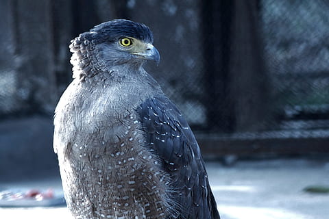aquila, predatore, uccello, preda, cacciatore, un animale, fauna selvatica, temi animali, animale, vertebrato, animali allo stato selvatico, concentrarsi sulle conoscenze acquisite, uccello rapace, avvicinamento, natura, giorno, nessuno, parte del corpo animale, becco, all'aperto, albero, la neve, inverno, foresta, testa di animale, vista profilo, occhio animale, 4K, CC0, dominio pubblico, privo di copyright