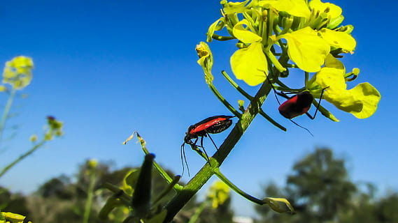 escarabat, insecte, naturalesa, treball, vermell, planta, blau, color verd, full, cel clar, cel, fauna animal, animals a la natura, temes d'animals, flor, animal, invertebrat, planta amb flors, creixement, dia, primer pla, un animal, llum solar, cap gent, a l'aire lliure, cap de flor, 2K, CC0, domini públic, lliure de regalies